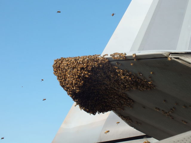 <p>Бджоли атакували винищувач. Фото: Carlos Claudio, U.S. Air Force courtesy photo</p>