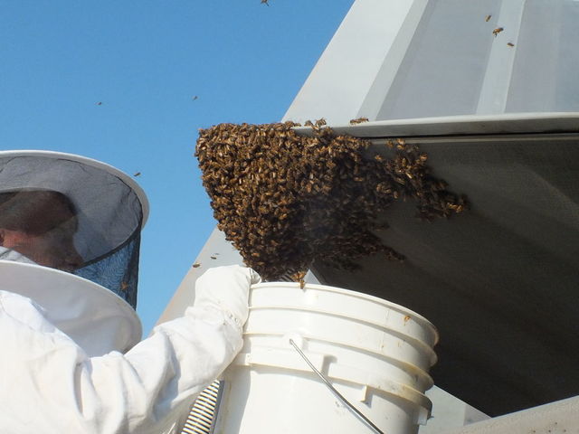 Пчелы атаковали истребитель. Фото: Carlos Claudio, U.S. Air Force courtesy photo