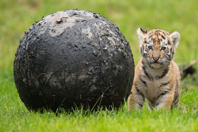 В Германии показали маленьких тигров, которые родились в одном из зоопарков. Фото: AFP