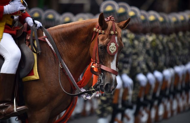 В Індії відсвяткували День незалежності. За традицією головні урочистості пройшли біля стін історичного Червоного форту Делі, де в 1947 році перший прем'єр республіки Джавахарлал Неру підняв триколірний прапор єдиної і вільної Індії. Однак в цьому році святкування пройшли в умовах безпрецедентних заходів безпеки через попередження спецслужб про можливі теракти. Порядок охороняли 50 тисяч поліцейських. Фото: AFP