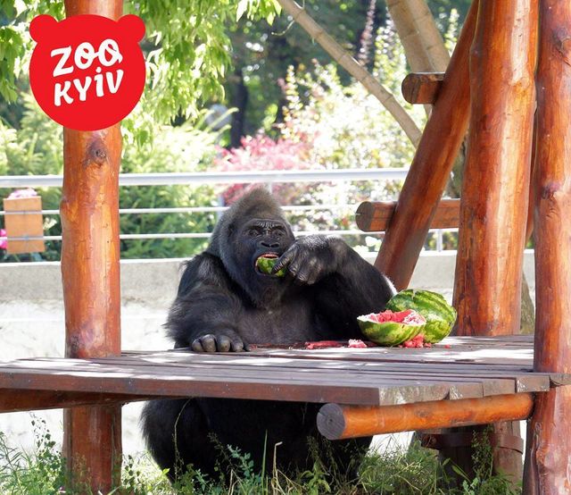 Фото: facebook.com/zoo.kiev.ua
