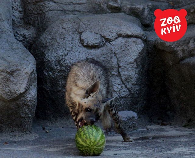 <p>Фото: facebook.com/zoo.kiev.ua</p>