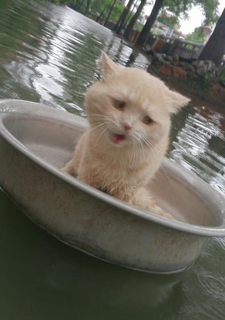 <p>Врятований кіт. Фото: Твіттер</p>