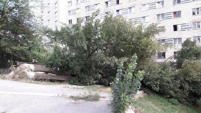<p>Дерево дивом нікого не зачепило. Фото: Антон Комаров</p>