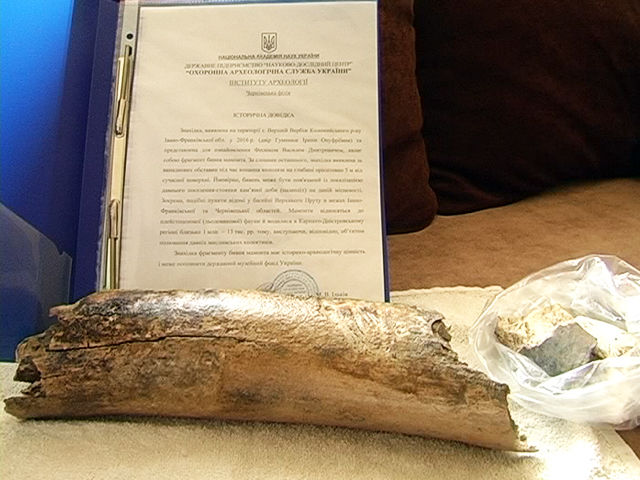 Фрагмент бивеня мамонта. Фото: ntktv.ua