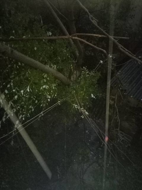 На балкон жилого дома упало дерево. Фото: Facebook / Олег Белов