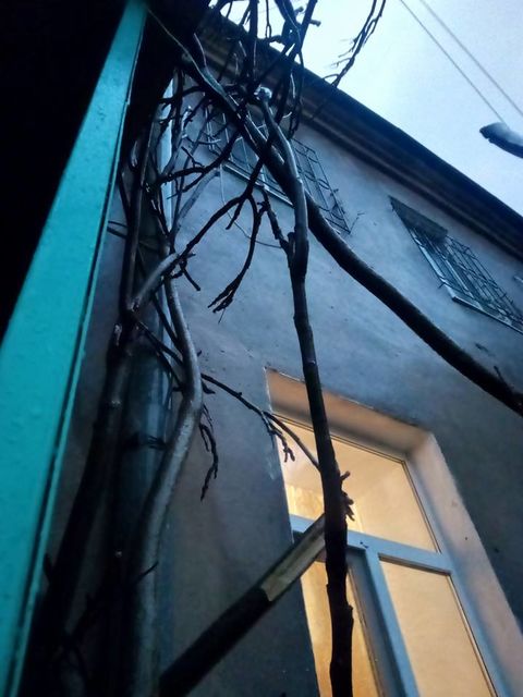На балкон жилого дома упало дерево. Фото: Facebook / Олег Белов