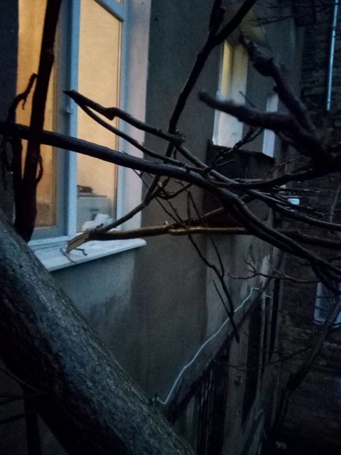 <p>На балкон житлового будинку впало дерево. Фото: Facebook / Олег Бєлов</p>