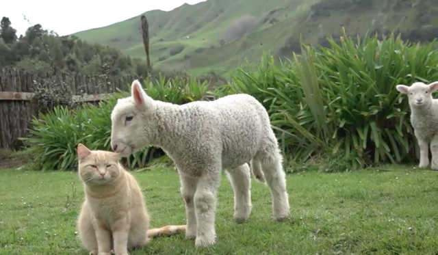 <p>Кіт-пастух. Фото: instagram.com/amanda_whitlock</p>