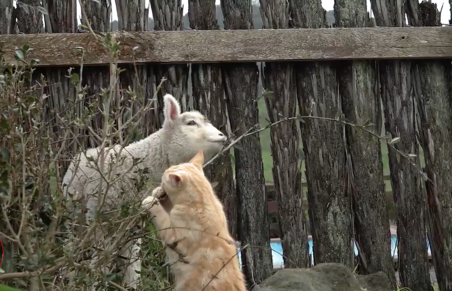 <p>Кіт-пастух. Фото: instagram.com/amanda_whitlock</p>