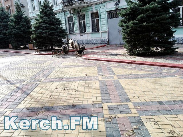 Инцидент произошел в Керчи. Фото: Kerch.FM