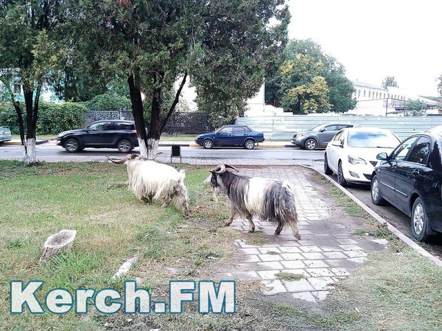 Инцидент произошел в Керчи. Фото: Kerch.FM