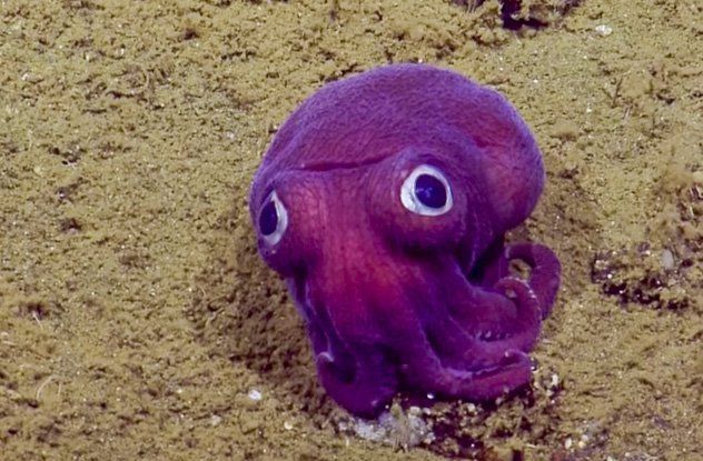 Вчені з корабля Nautilus, які вивчали підводний світ Тихого океану, натрапили на виключно рідкісний вид кальмарів-галушок Rossia pacifica. Цей крихітний молюск, що виглядає як плюшева іграшка, мешкає на глибині 1300 метрів і звичайно не піднімається вище морського дна.