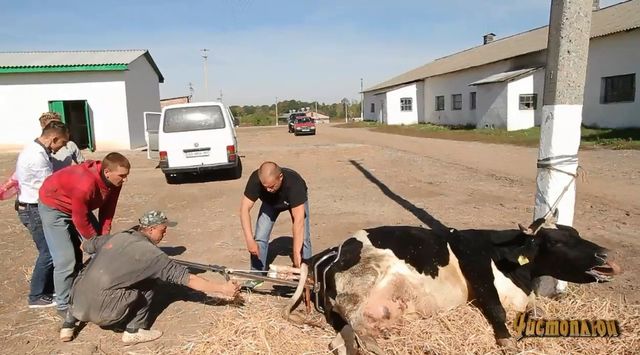 <p>Професія зоотехніка пов'язана з тваринництвом і доглядом за худобою. Фото: nlotv.com</p>