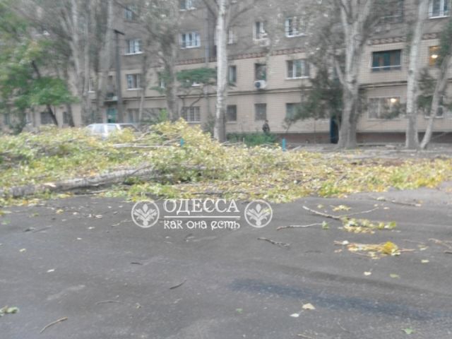 В Одесе из-за ветра падают деревья. Фото: odpublic.net