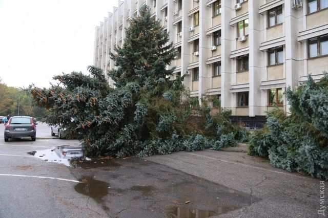 Ураган вырвал из земли елки. Фото: dumskaya.net