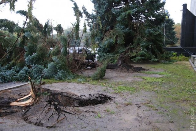 <p>Ураган вирвав із землі ялинки. Фото: dumskaya.net</p>