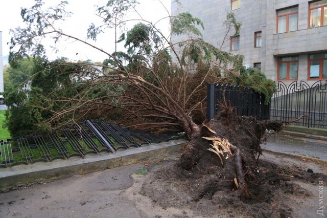 Ураган вырвал из земли елки. Фото: dumskaya.net