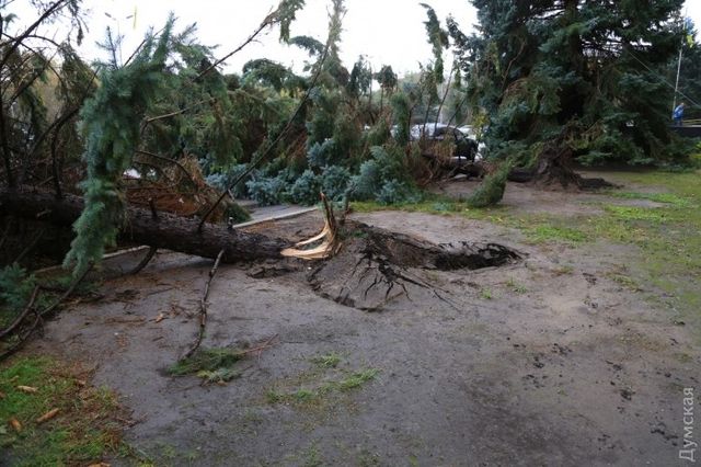 <p>Ураган вирвав із землі ялинки. Фото: dumskaya.net</p>