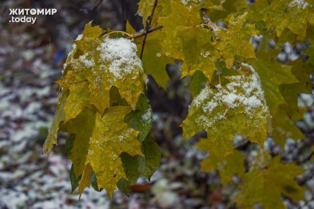 <p>Перший сніг в Житомирі. Фото: zhitomir.today</p>