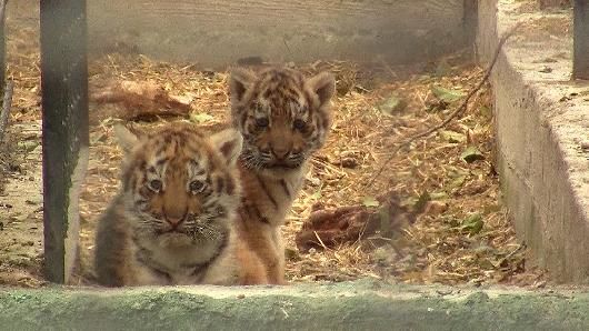 <p>Близько місяця тому в Одеському зоопарку відбулося поповнення. Фото: Одеська міськрада</p>