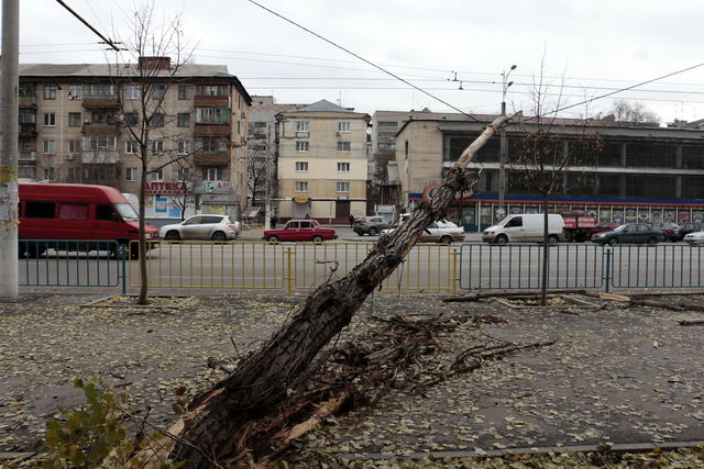В Днепре на дорогу упало дерево. Фото: 