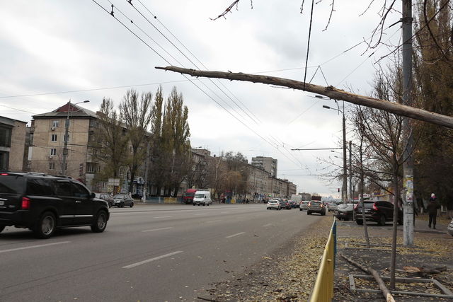 В Днепре на дорогу упало дерево. Фото: 
