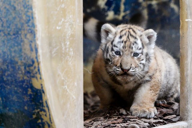 В зоопарке Франции пополнение – там родился тигр. Малышу еще не дали имя. Фото: AFP