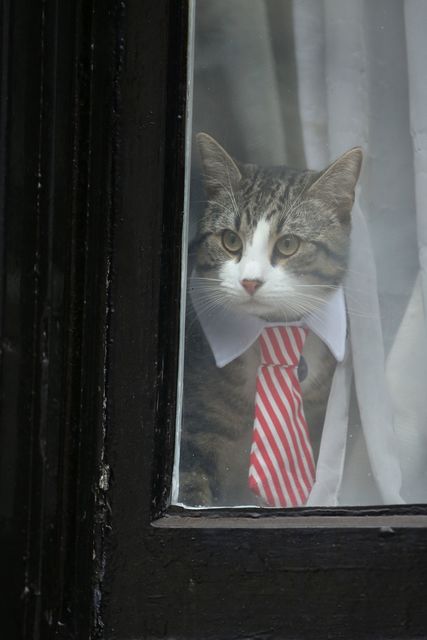 <p><span>Коту Джуліана Ассанжа одягли краватку на час допиту господаря, фото AFP</span></p>