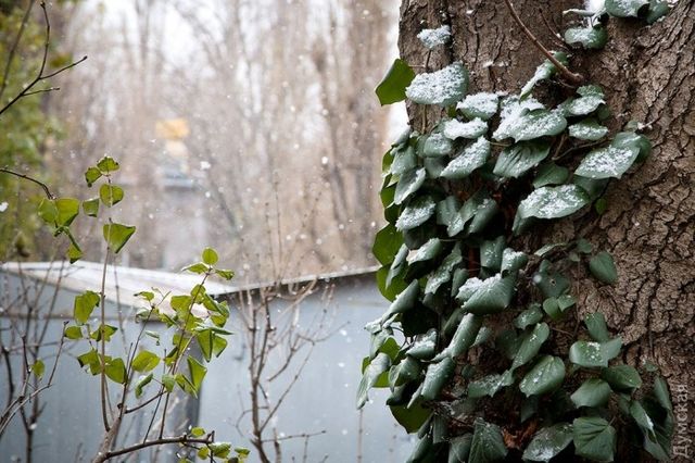 <p>В Одесі випав перший сніг. Фото: &laquo;Думская&raquo;</p>