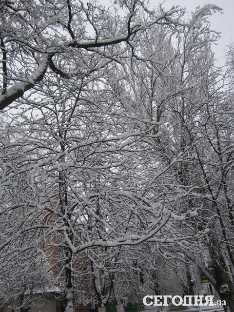 <p>В Херсоні випав перший сніг. Фото: Павленко Анастасія\Сегодня.ua</p>