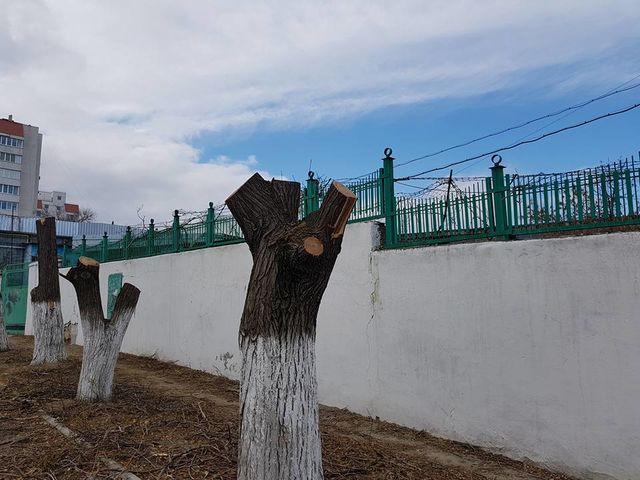 <p>Феодосію зачищають від дерев. Фото: соцмережі</p>