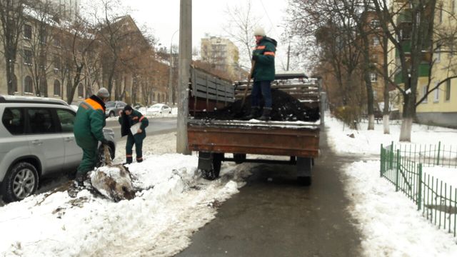 Высадка платанов. Фото пресс-службы "Киевзеленстроя"