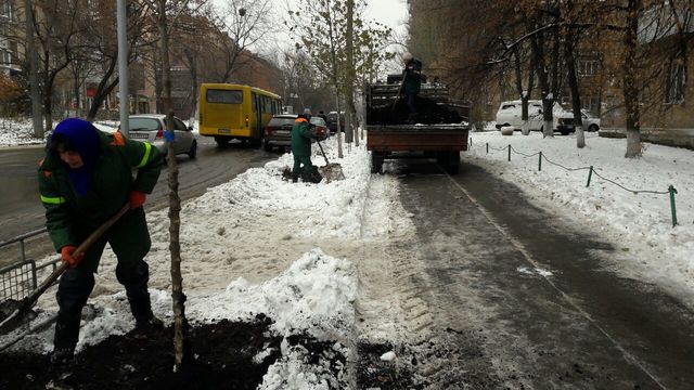 Высадка платанов. Фото пресс-службы "Киевзеленстроя"