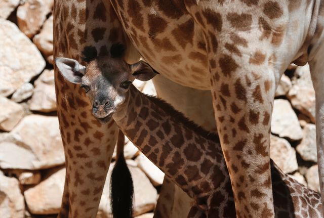 В зоопарке Франции родился детеныш жирафа. Фото: AFP