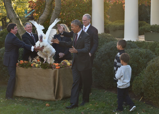 Президент США Барак Обама в последний раз принял участие в церемонии помилования индейки накануне Дня благодарения. Фото: AFP