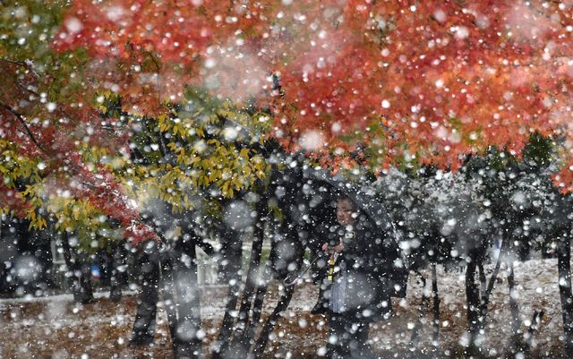 Столицу Японии – Токио – засыпало снегом. Снежный покров на улицах достигал несколько сантиметров. Последний раз снегопад в этом месяце был зафиксирован в 1962 году. Фото: AFP