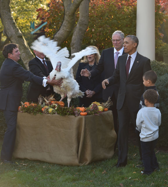 Обама в последний раз на президентском посту помиловал индейку, фото AFP