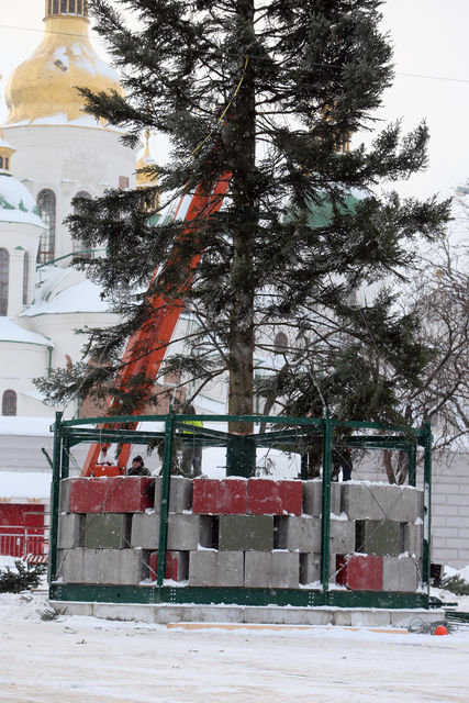 Ель уже в Киеве. Лесную красавицу нарядят и зажгут 19 декабря | Фото: Александр Яремчук
