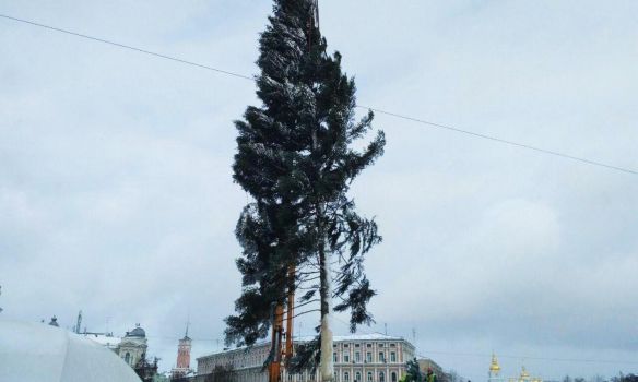 В Киеве начали устанавливать главную новогоднюю елку страны.  Фото: Громадське