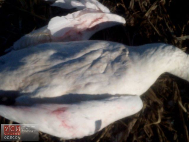 <p>Під Одесою розстріляли 20 лебедів. Фото: Олексій Сидорчук / УСІ</p>