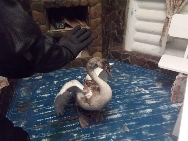 Лебедя спасли из ледяной ловушки
