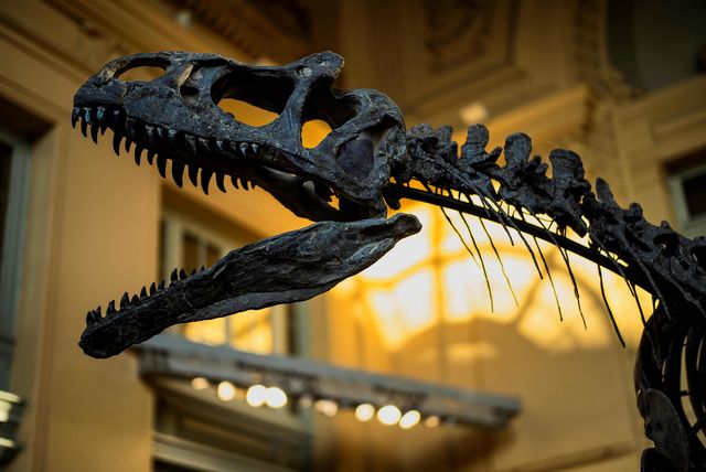 Скелет принадлежал аллозавру. Фото: AFP