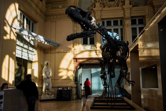 Скелет принадлежал аллозавру. Фото: AFP