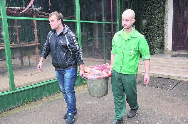 Помощь. Животные съедают по 250 кг мяса. Фото: Михаил Кучнев