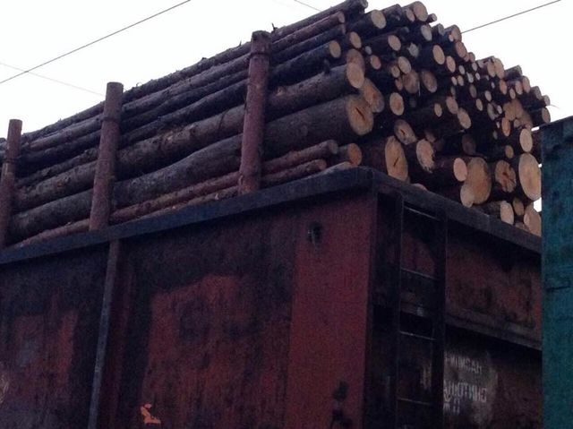Древесина, которую планировали незаконно экспортировать в Румынию, изъята. Фото od.gp.gov.ua