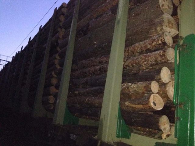 Древесина, которую планировали незаконно экспортировать в Румынию, изъята. Фото od.gp.gov.ua
