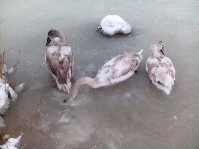 <p>Лебеді загинули під Євпаторією. Фото: соцмережі</p>