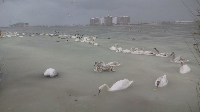 Лебеди погибли под Евпаторией. Фото: соцсети