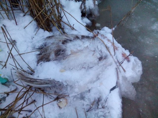 Лебеди погибли под Евпаторией. Фото: соцсети